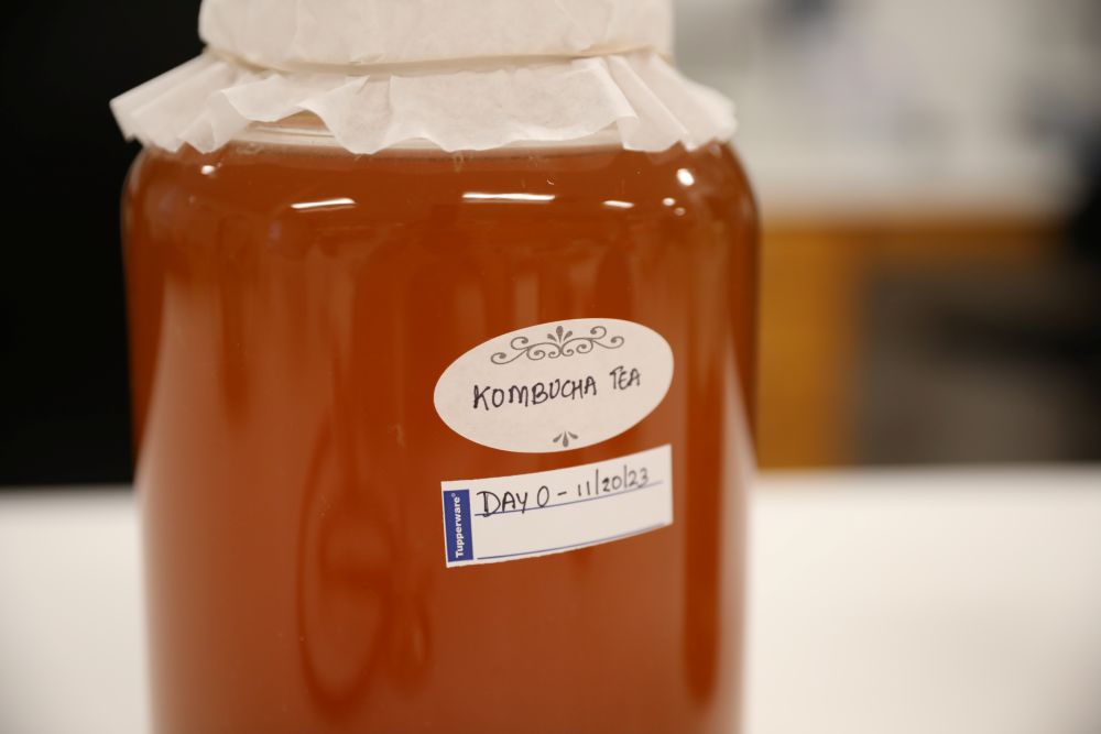 Large glass jar of kombucha tea, labeled with day zero and the date. The top of the jar has a coffee filter covering it, secured with a rubber band. 